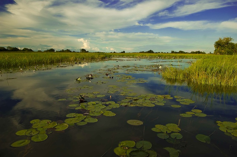 “Pan Handle”-området i nordvästra Botswana i januari 2009. Okavangodeltat är ett artrikt våtmarksområde i det i övrigt torra och ökenartade Botswana och kan biogeografiskt ses som en förlängning av Kongobäckenet i Centralafrika. Foto: Erik Svensson