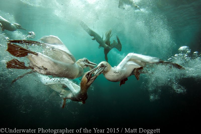 BRITISH UNDERWATER PHOTOGRAPHER OF THE YEAR (2015): 'Gannets Feast' - Matt Doggett