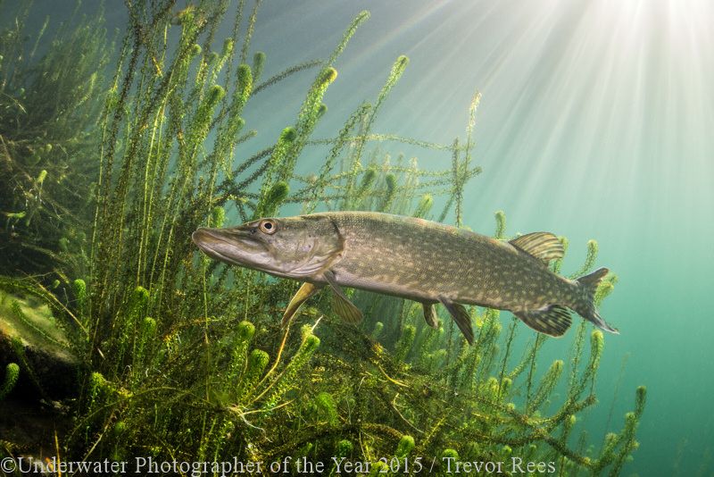 BRITISH WATERS WIDE ANGLE RUNNER UP: 'Pike, the lurking predator' - Trevor Rees