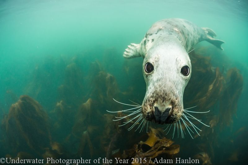 BRITISH WATERS WIDE ANGLE HIGHLY COMMENDED: 'Big Eyes' - Adam Hanlon