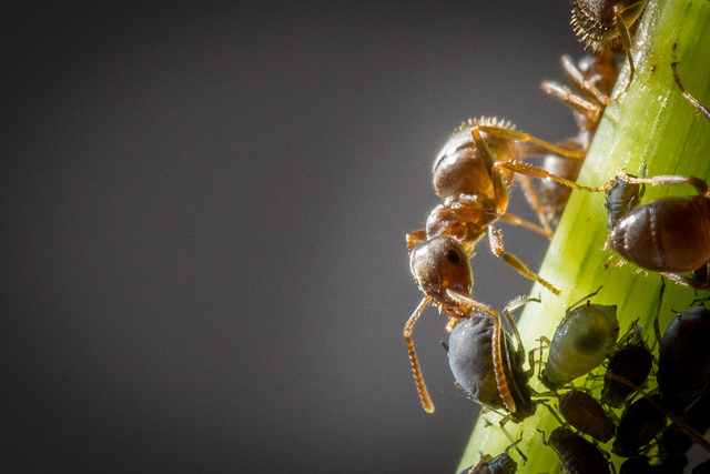 Myra som tar honungsdagg från bladlus. Foto: Clement127 via Flickr http://www.flickr.com/photos/clement127/
