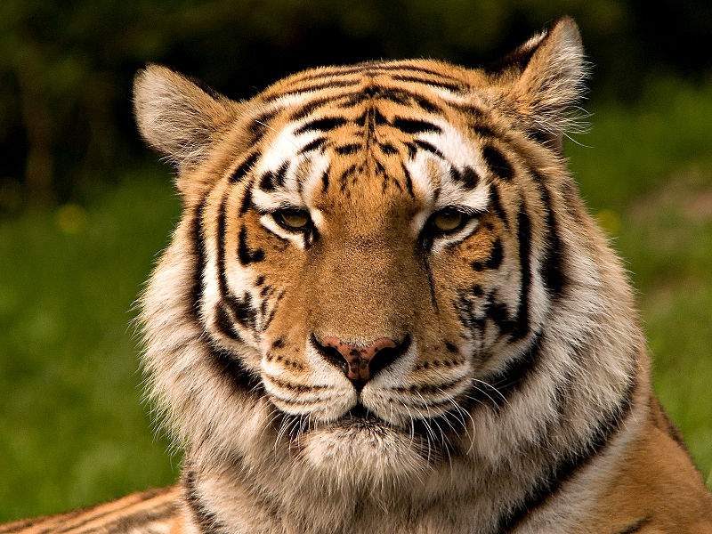Sibirisk tiger. Foto: S. Taheri via Wikimedia