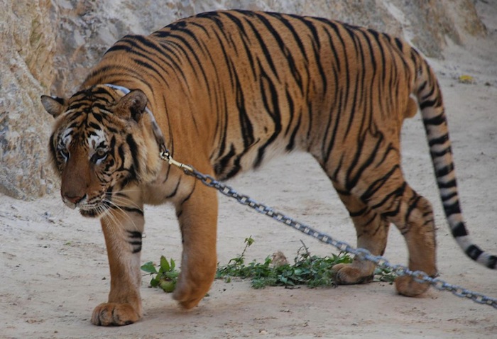 Tiger på det buddhistiska tigertemplet. Foto: Xiquinho via Flickr http://www.flickr.com/photos/xiquinho/
