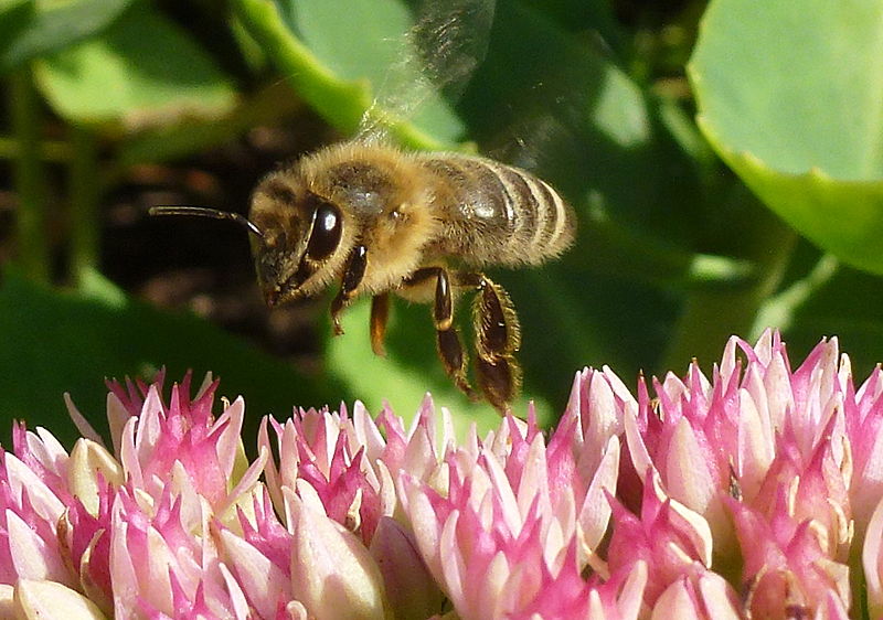 Bi som landar på kärleksört. Foto: Holger Ellgaard via Wikimedia