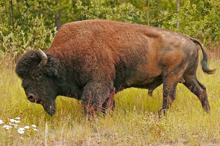 Den skogslevande bisonoxen (Bison bison athabascae). Foto: Alan & Elaine Wilson via Wikimedia
