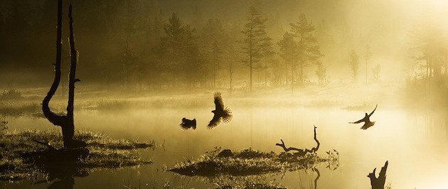 1:a Årets nordiska fågelbild. Foto: Asgeir Helgestad