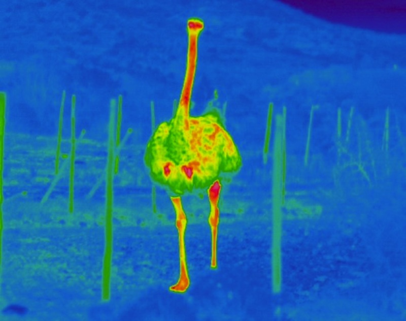 Struts (Struthio camelus) fotograferad med IR-kamera. Som synes så är de nakna kroppspartierna (hals och ben) rödare än fjäderdräkten, vilket visar att strutsen avger överskottsvärme via dessa kroppsregioner, vilket är fördelaktigt när omgivningstemperaturen är hög och det är risk för värmestress. Foto: John Waller
