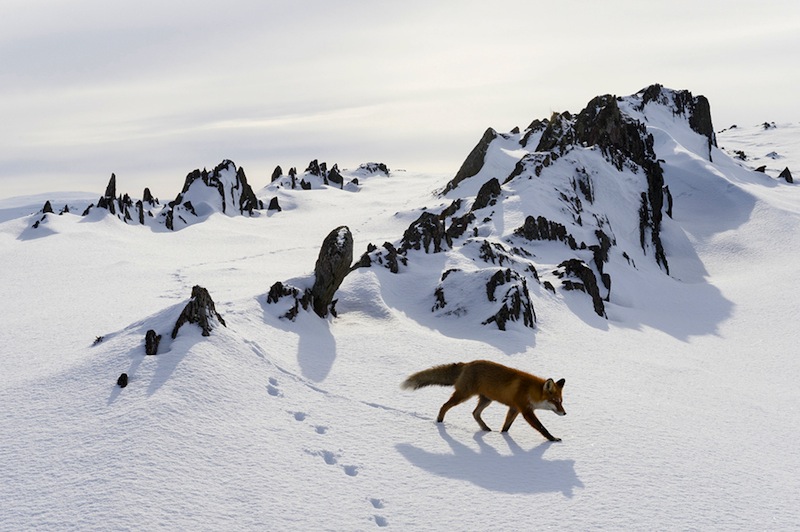 Vinnare, däggdjur. Foto: Erlend Haarberg - "The fox"