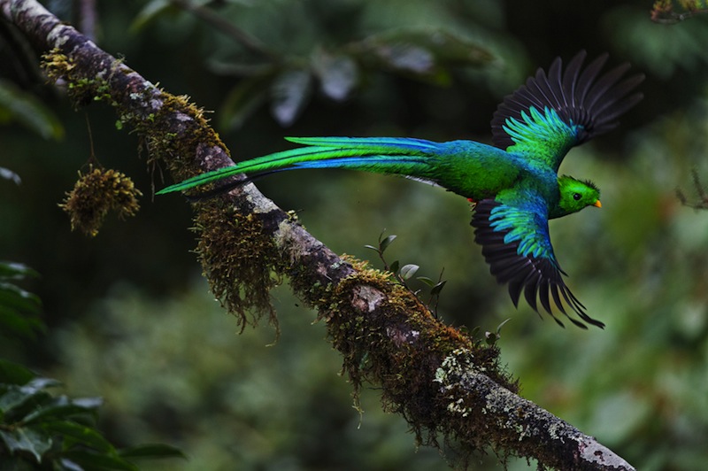 Vinnare, fåglar. Foto: Jan Pedersen - "Bird of the Aztec Gods"