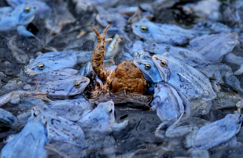 2nd place | special category: emotionsKatharina Becker - Help! Moor frogs and common toad, north of Berlin, Brandenburg