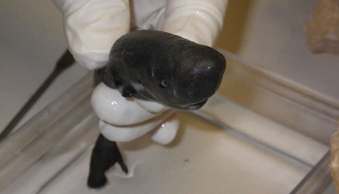 Pocket shark (fick-haj). Foto: Michael Doosey, Tulane University