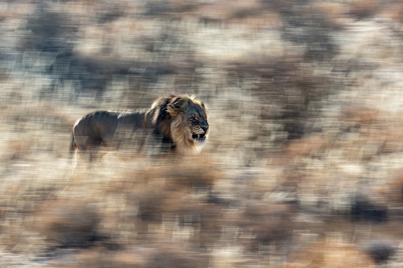 WINNER | mammalsJan van der Greef - King of Kalahari Lion with typical darke mane in the Kalahari claims his territory .