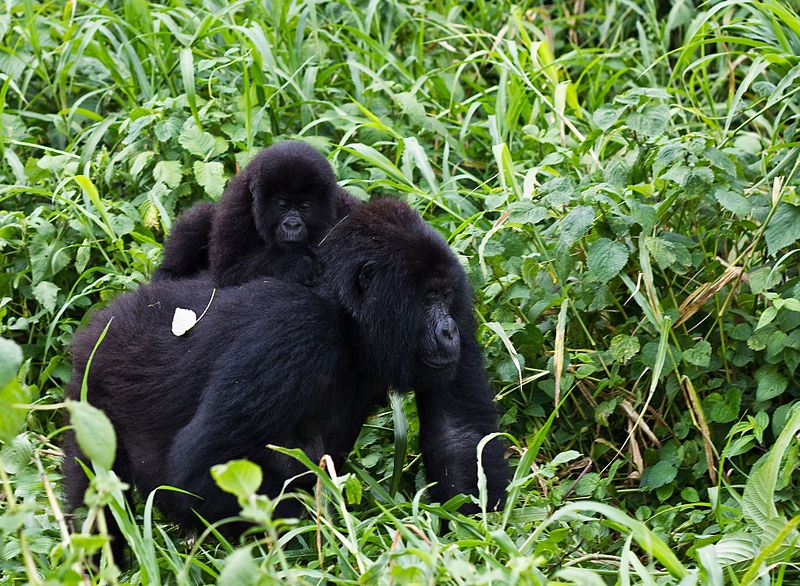 Gorilla i Virungas nationalpark. Foto: Cai Tjeenk Willink via Wikimedia licenserad under CC BY-SA 3.0 via Wikimedia Commons - http://commons.wikimedia.org/wiki/File:Virunga_Mountain_Gorilla_1.jpg#/media/File:Virunga_Mountain_Gorilla_1.jpg