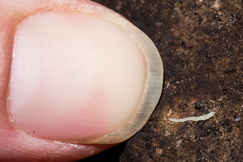 Den möjliga Microplana humicola är som synes lätt att missa. Foto: Johan Myhrer