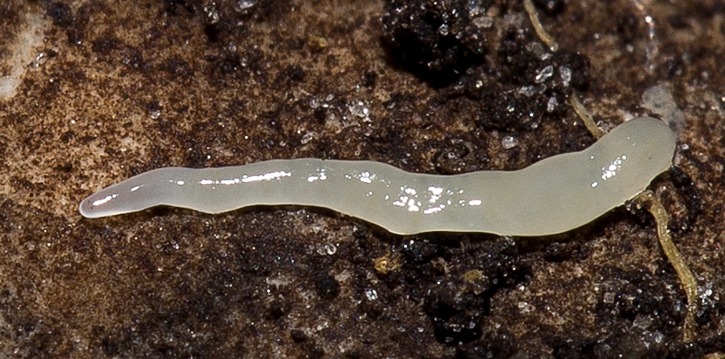 Den troliga Microplana humicola. Foto: Johan Myhrer