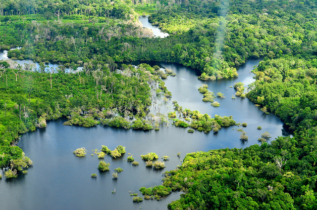 Amazonas regnskog Foto: Neil Palmer/CIAT för CIFOR via Flickr https://www.flickr.com/photos/cifor/