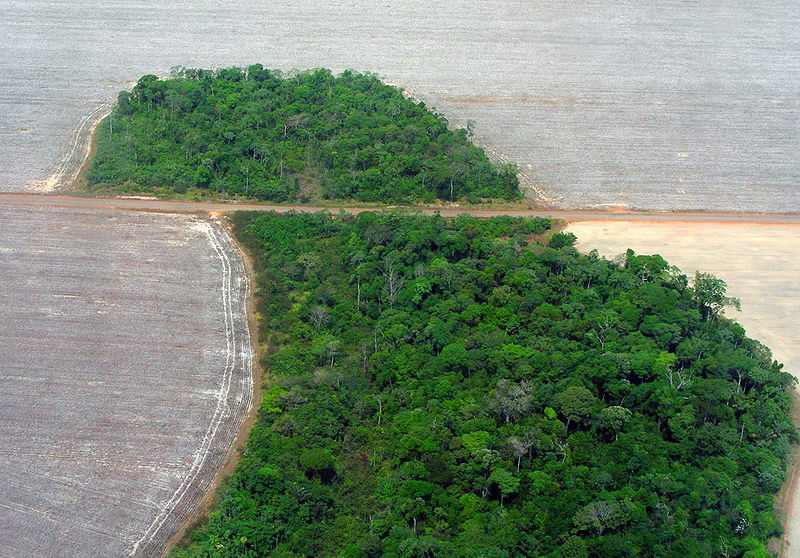 Skogsavverkning i Amazonas. Foto: Pedro Biondi/ABr via Wikimedia