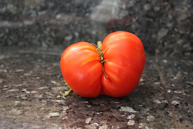 Märkligt formad tomat. Foto: Prizmatic via Flickr https://www.flickr.com/photos/prizmatic/