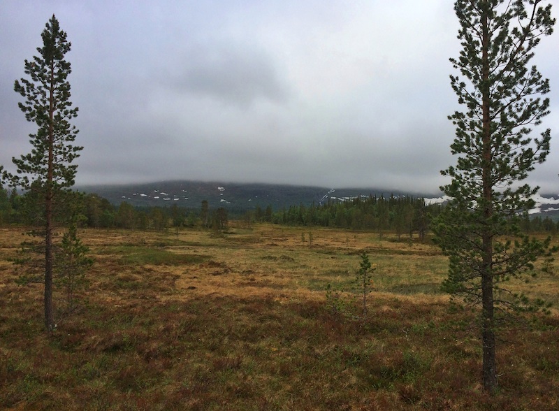 Fjällnära skog vid Ånnsjön. Foto: Erik Hansson