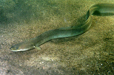 Europeisk ål. Foto: Ron Offermans via Wikimedia