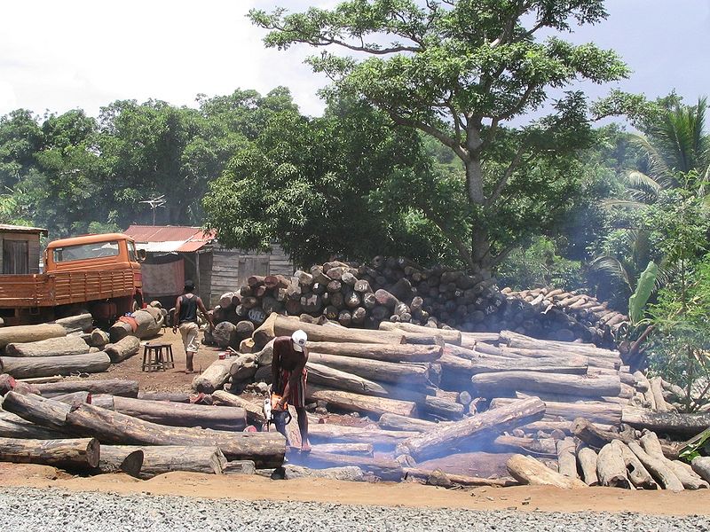 Illegal avverkning på Madagaskar. Foto: Erik Patel via Wikimedia