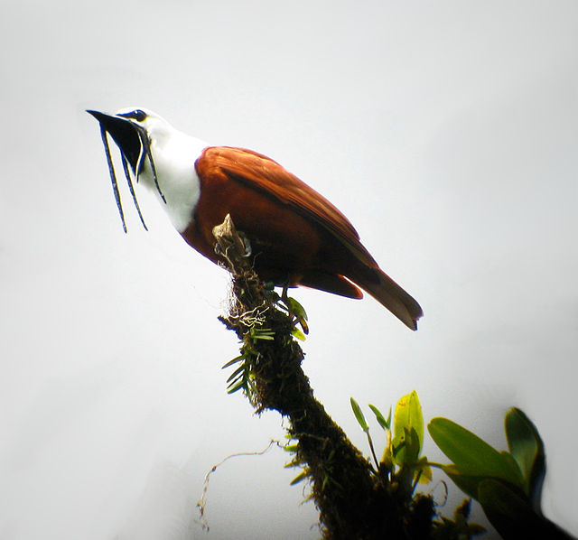 Tretömmad klockkotinga (Three-wattled bellbird). Foto: Ryan Kozie via Wikimedia