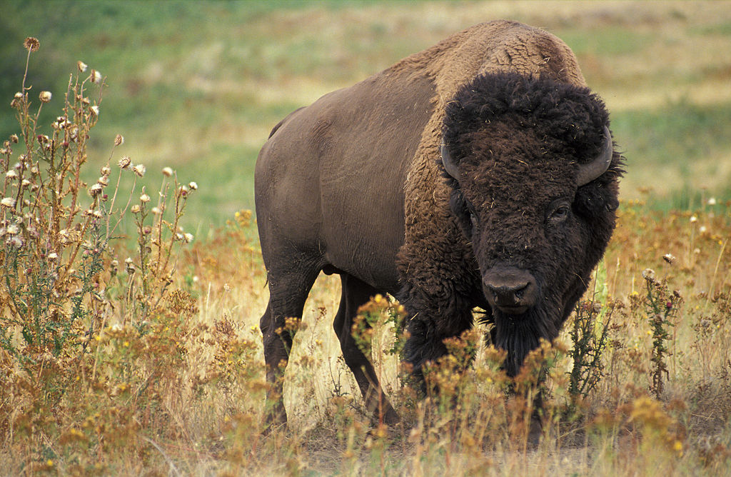 Bisonoxe (Bison bison). Foto: Jack Dykinga Licensierad under Public Domain via Wikimedia Commons - https://commons.wikimedia.org/wiki/File:American_bison_k5680-1.jpg#/media/File:American_bison_k5680-1.jpg