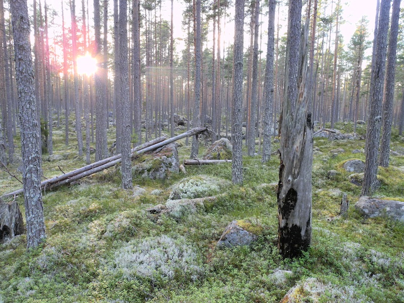 Dalarnas län - Ore skogsrike. Foto: Sebastian Kirpuu