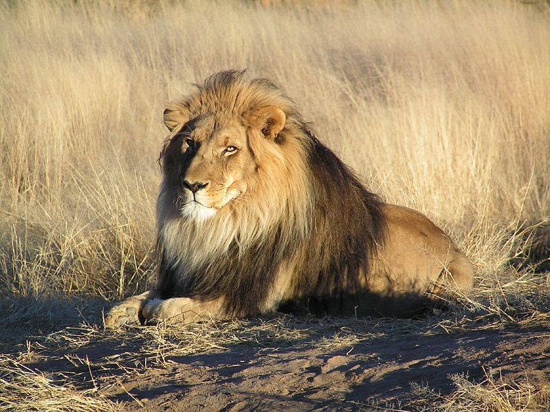 Lejon. Foto: Kevin Pluck - Flickr: The King.. Licensierad under CC BY 2.0 via Wikimedia Commons - http://commons.wikimedia.org/wiki/File:Lion_waiting_in_Namibia.jpg#/media/File:Lion_waiting_in_Namibia.jpg