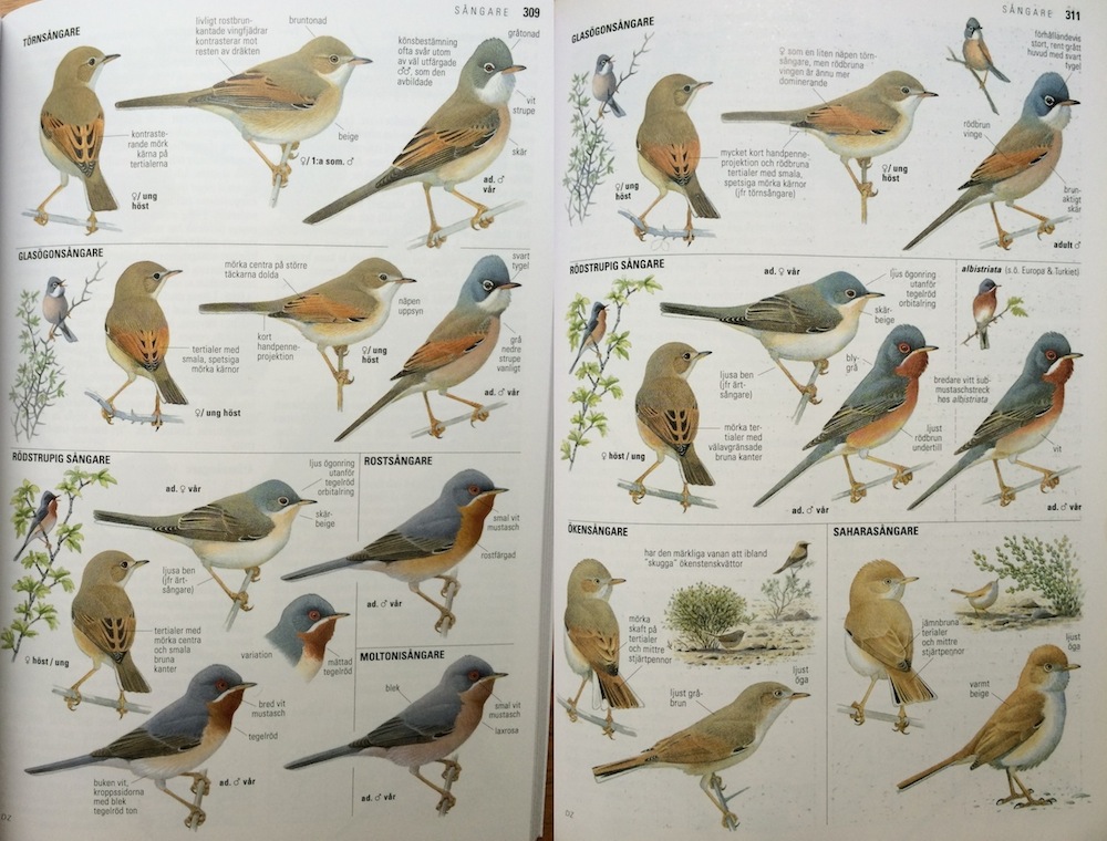 Nya versionen av Fågelguiden till vänster och gamla till höger. Ökensångare och saharasångare har flyttats till annan sida och rödstrupig sångare har delats upp i tre arter.