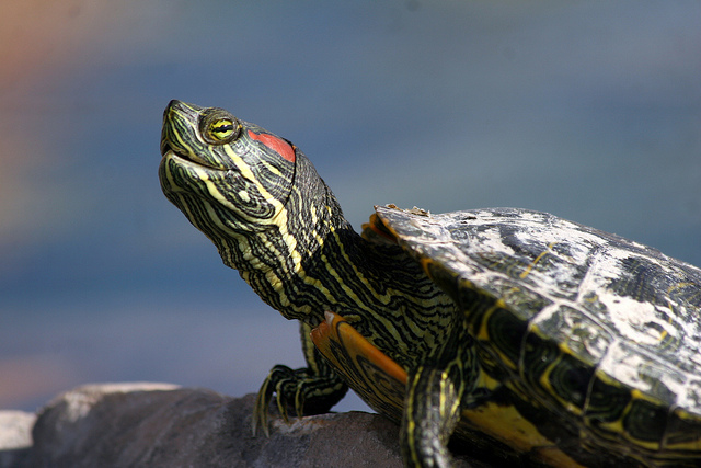 Rödörad vattensköldpadda. Foto: Brent Myers https://www.flickr.com/photos/bamyers4az/