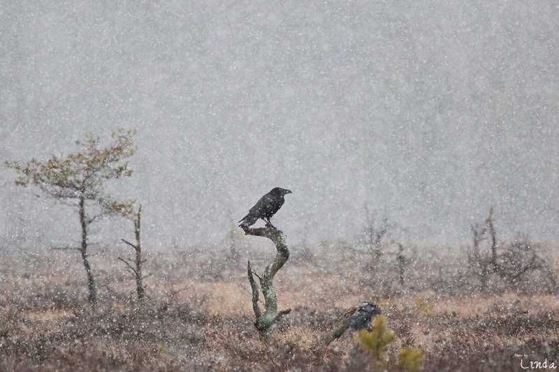 Korp i snöfall. Foto: Linda Jonasson