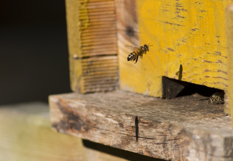 Bi på väg in i bikupa. Foto: Erik Hansson