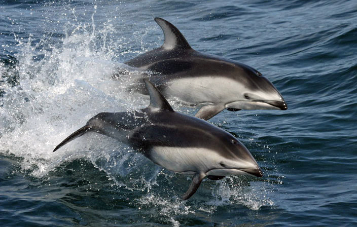 Stillahavsvitsiding. Foto: NMFS Southwest Fisheries Science Center (NOAA) http://www.nmfs.noaa.gov/pr/species/mammals/cetaceans/whitesideddolphin_pacific.htm. Licenserad under Public Domain via Wikimedia Commons https://commons.wikimedia.org/wiki/File:Pacific_white-sided_dolphins_(Lagenorhynchus_obliquidens)_NOAA.jpg#/media/File:Pacific_white-sided_dolphins_(Lagenorhynchus_obliquidens)_NOAA.jpg