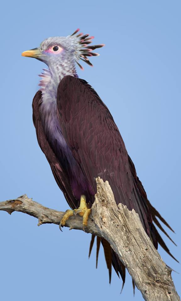 Den påstådda fågelarten "tuluver" – ett anagram för vulture, som betyder gam på engelska.