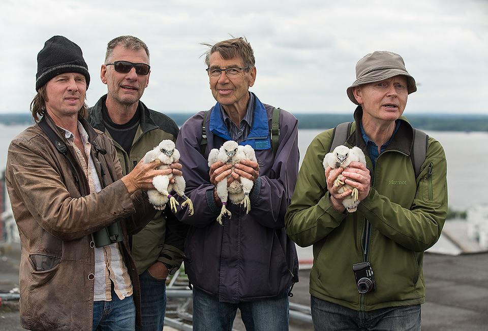 Resultatet av Västmanlands första lyckade pilgrimsfalkshäckning på 60 år. Daniel Green syns längst till vänster i bild och Anders Nylén längst till höger. Foto: Brutus Östling