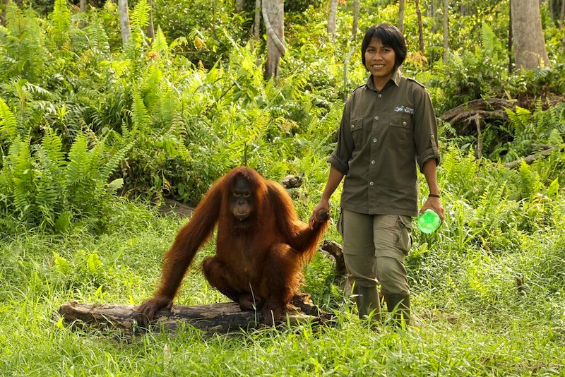 Räddningscentret för orangutanger på Nyaru menteng. Foto: Save the Orangutan BOS Foundation