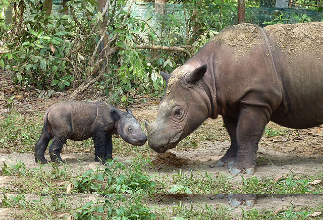 Sumatranoshörning. Foto: International Rhino Foundation - Ratu and Andatu Day. Licensierad under CC BY 2.0 via Commons - https://commons.wikimedia.org/wiki/File:Sumatran_rhinoceros_four_days_old.jpg#/media/File:Sumatran_rhinoceros_four_days_old.jpg
