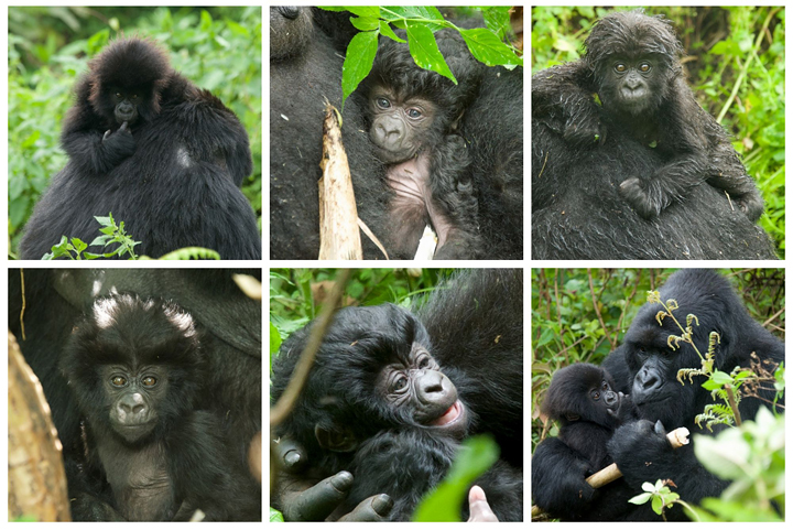 Gorillaungar som fötts i Volcanoes National Park i Rwanda. Foto: Gorilla Doctors http://www.gorilladoctors.org