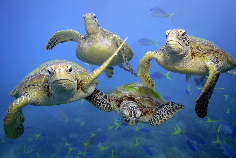 Gröna havssköldpaddor (Chelonia mydas) i Stora Barriärrevet utanför Queensland, Australien. Många havssköldpaddor går en grym död till mötes när de fastnar i fiskenät. Foto: Troy Mayne