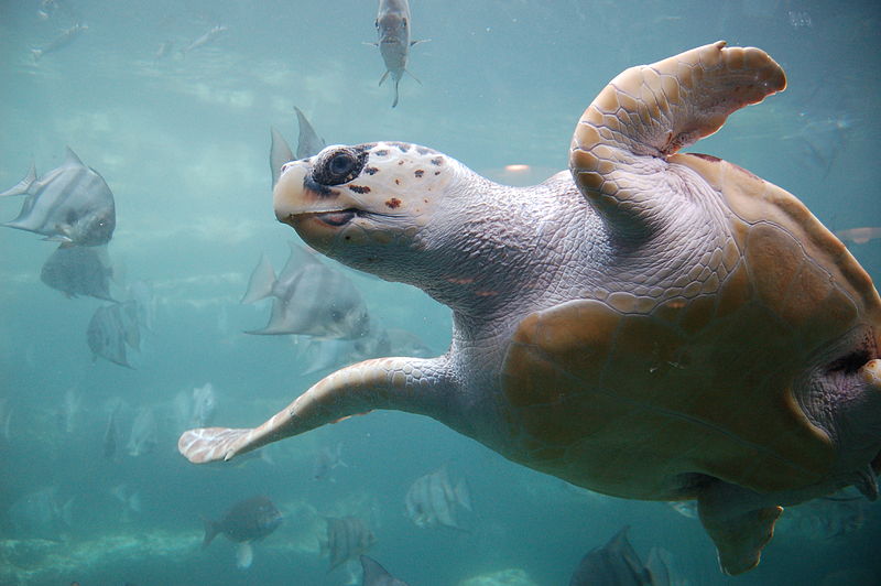 Havssköldpaddan oäkta karettsköldpadda. Foto: ukanda via Flickr. Licensierad under CC BY 2.0 via Commons - https://commons.wikimedia.org/wiki/File:Loggerhead_sea_turtle.jpg#/media/File:Loggerhead_sea_turtle.jpg