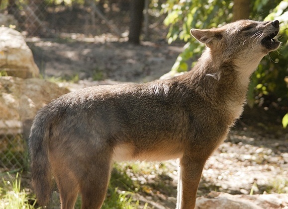 Europeiska underarten till guldschakal. Foto: Attis1979. Licensed under CC BY-SA 3.0 via Commons - https://commons.wikimedia.org/wiki/File:Canis_aureus_2.jpg#/media/File:Canis_aureus_2.jpg