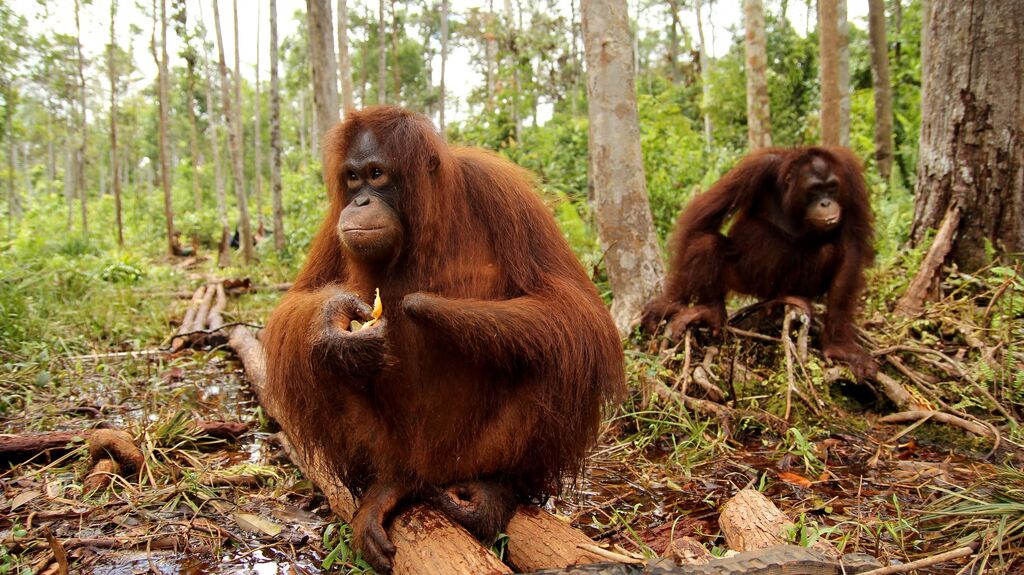Orangutanger på Borneo. Foto: BOS Foundation / Save the Orangutan