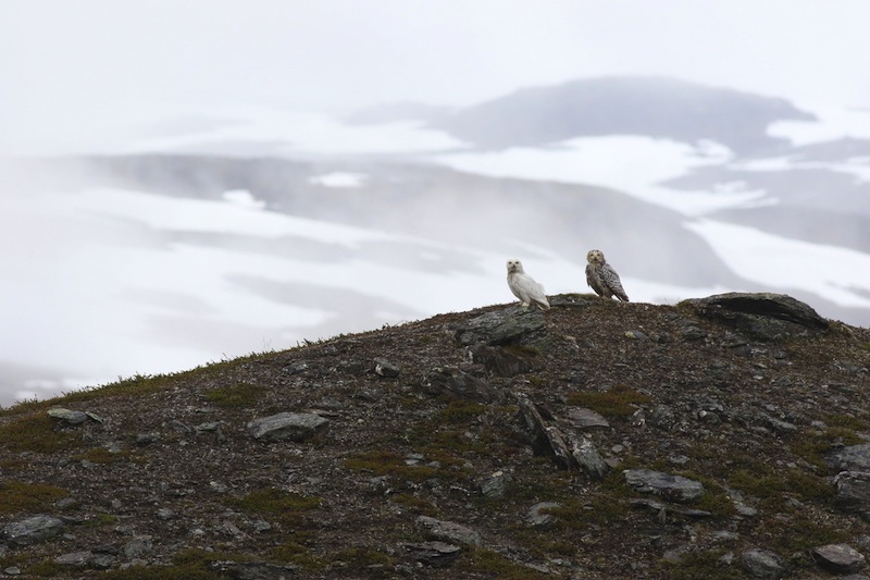 Fjällugglepar, honan till höger, i typiskt häckningslandskap. Foto: Peter Hellström, Naturhistoriska riksmuseet