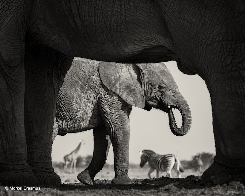 © Wildlife Photographer of the Year 2015
