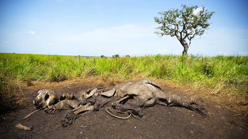 Elefantkadaver. Foto: National Geographic