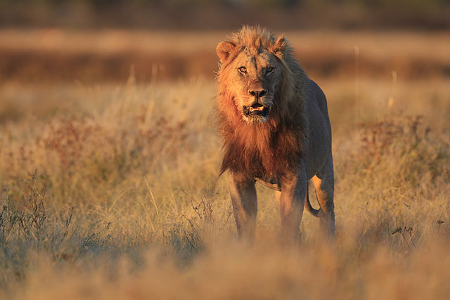 Lejon i Namibia. Foto: Yathin S Krishnappa. Licensierad under CC BY-SA 3.0 via Wikimedia Commons. https://commons.wikimedia.org/wiki/File:2012_Lion_Gemsbokvlakte.jpg#/media/File:2012_Lion_Gemsbokvlakte.jpg