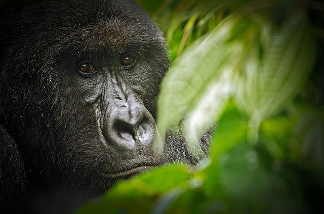 Gorilla i nationalparken Virunga. Foto: LuAnne Cadd. Licensierad under CC BY-SA 3.0 via Commons. https://commons.wikimedia.org/wiki/File:Virunga_National_Park_Gorilla.jpg#/media/File:Virunga_National_Park_Gorilla.jpg