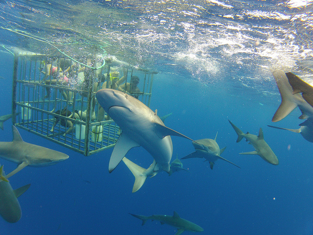 Att dyka med hajar i bur rekommenderas inte. Foto: Kalanz via Flickr https://www.flickr.com/photos/kalanz/