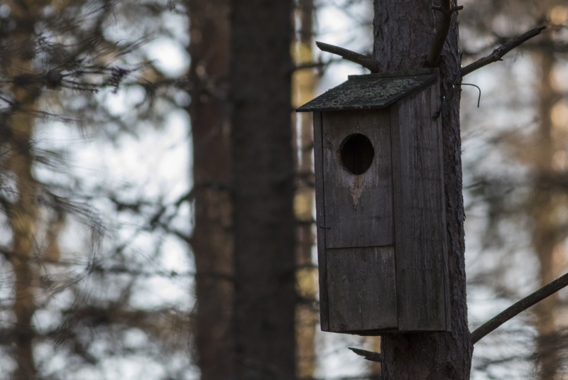 Det kommer troligen finnas gott om bostäder för fåglar med tanke på alla aktiva hackspettar i området, men fågelholkar är alltid ett välkommet tillskott. Foto: Erik Hansson